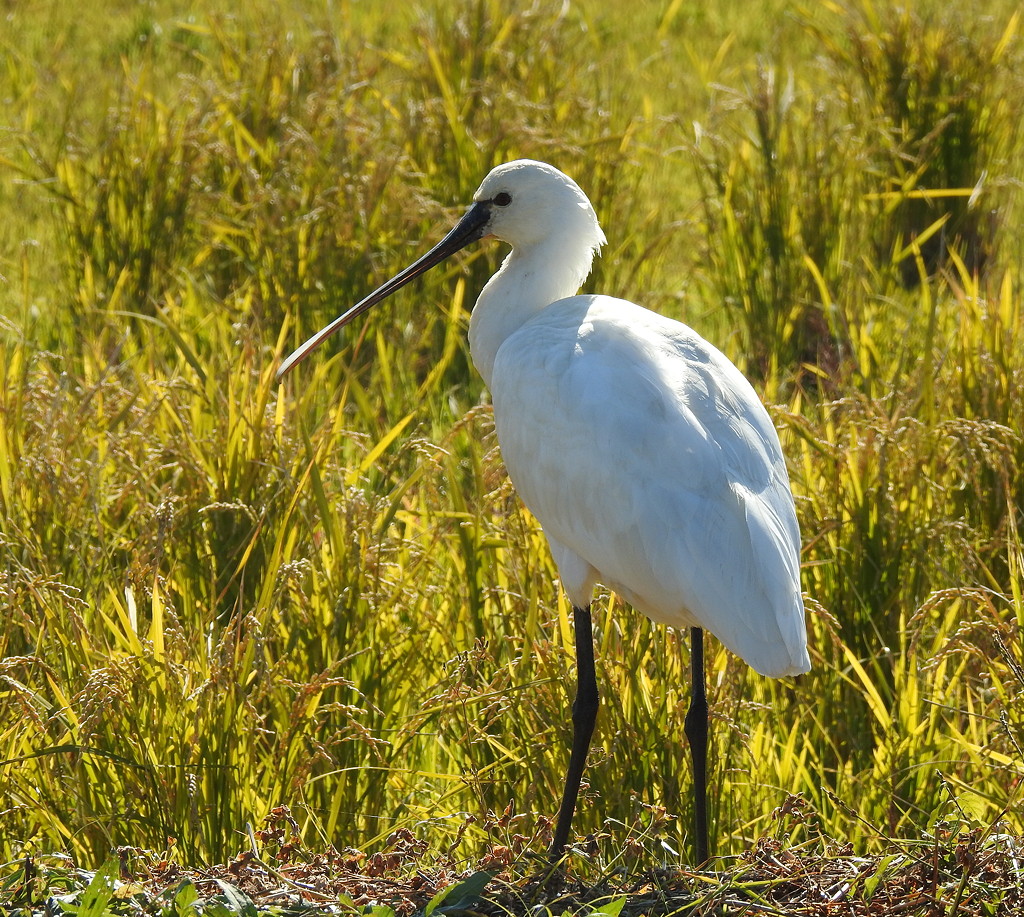 Small numbers of Eurasian Spoonbills are regular winter visitors to Izumi © Mark Brazil